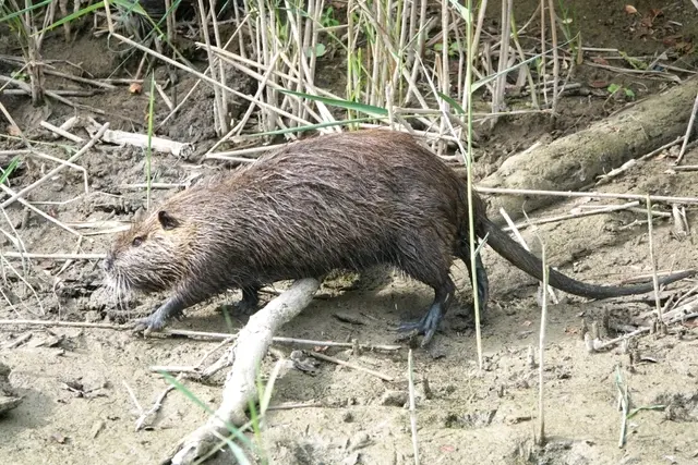 四川海狸鼠事件图片