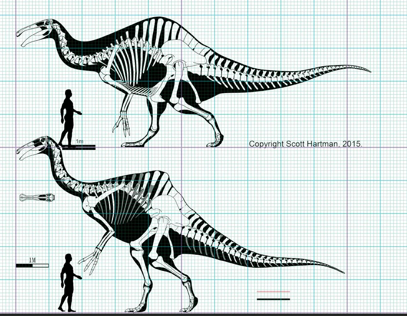 (下期文章的主角,文章暂时在制作中,敬请期待)卡内基梁龙(diplodocus
