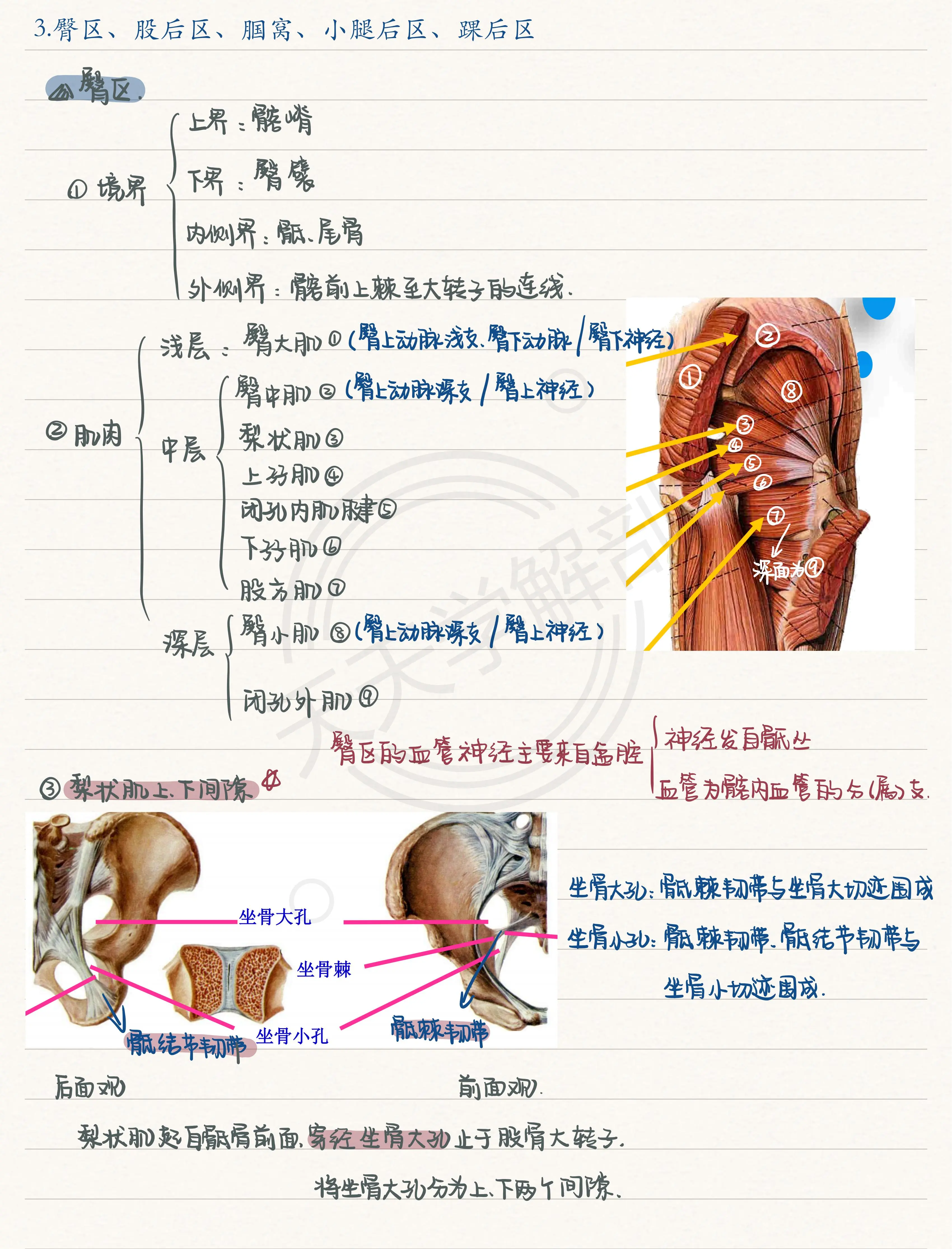 坐骨大孔内容物图片