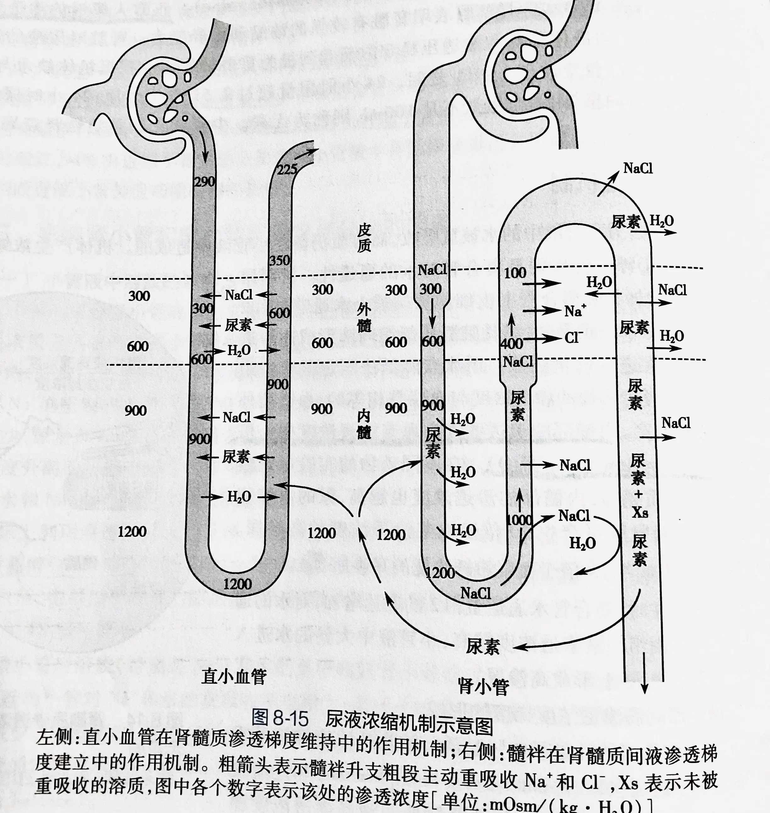 髓索和髓窦图片