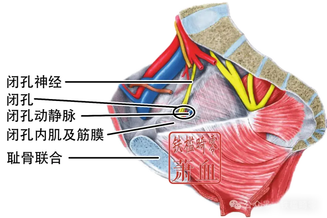 神经操作|闭孔神经 - 哔哩哔哩