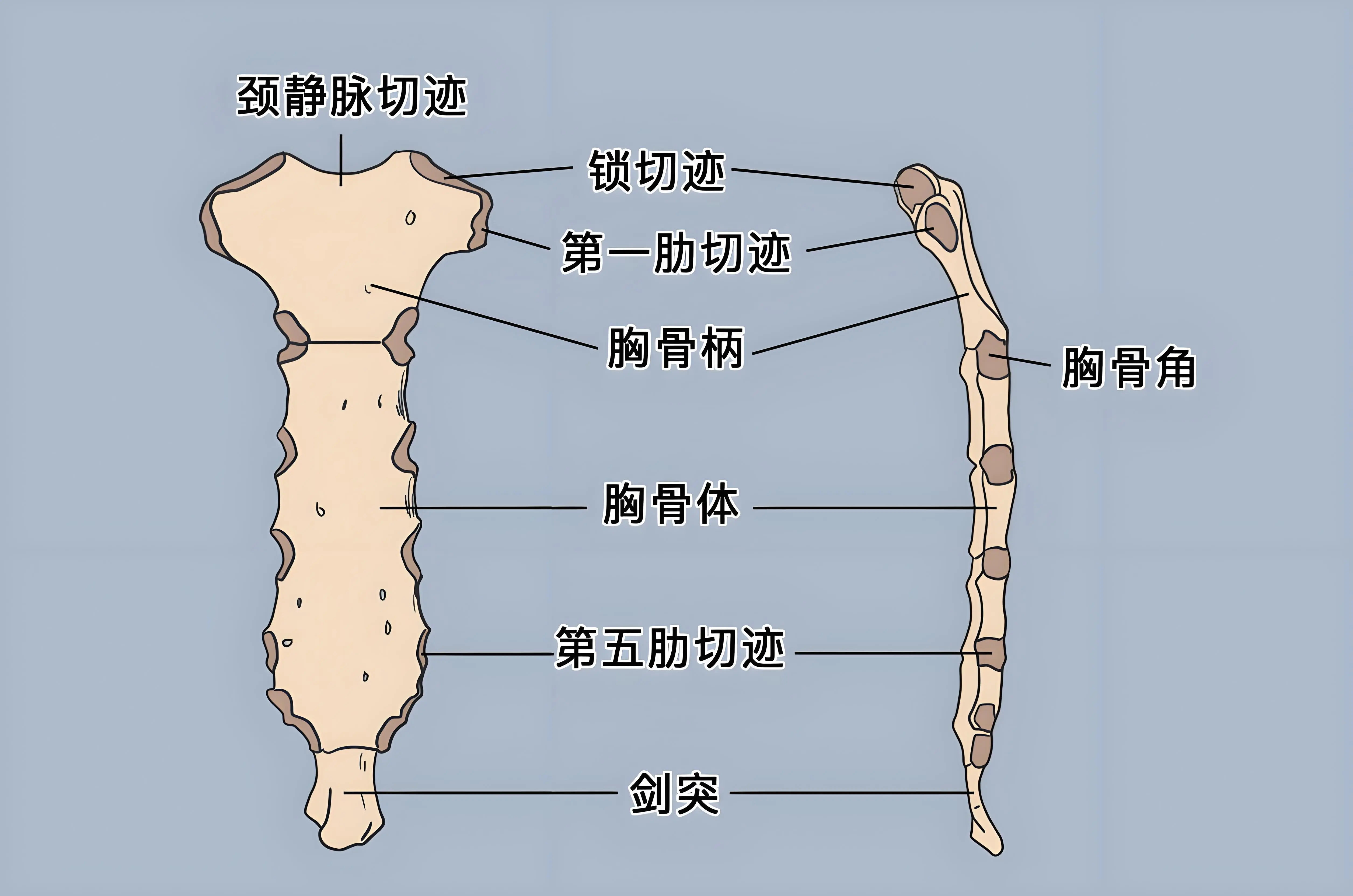 剑突体表图片