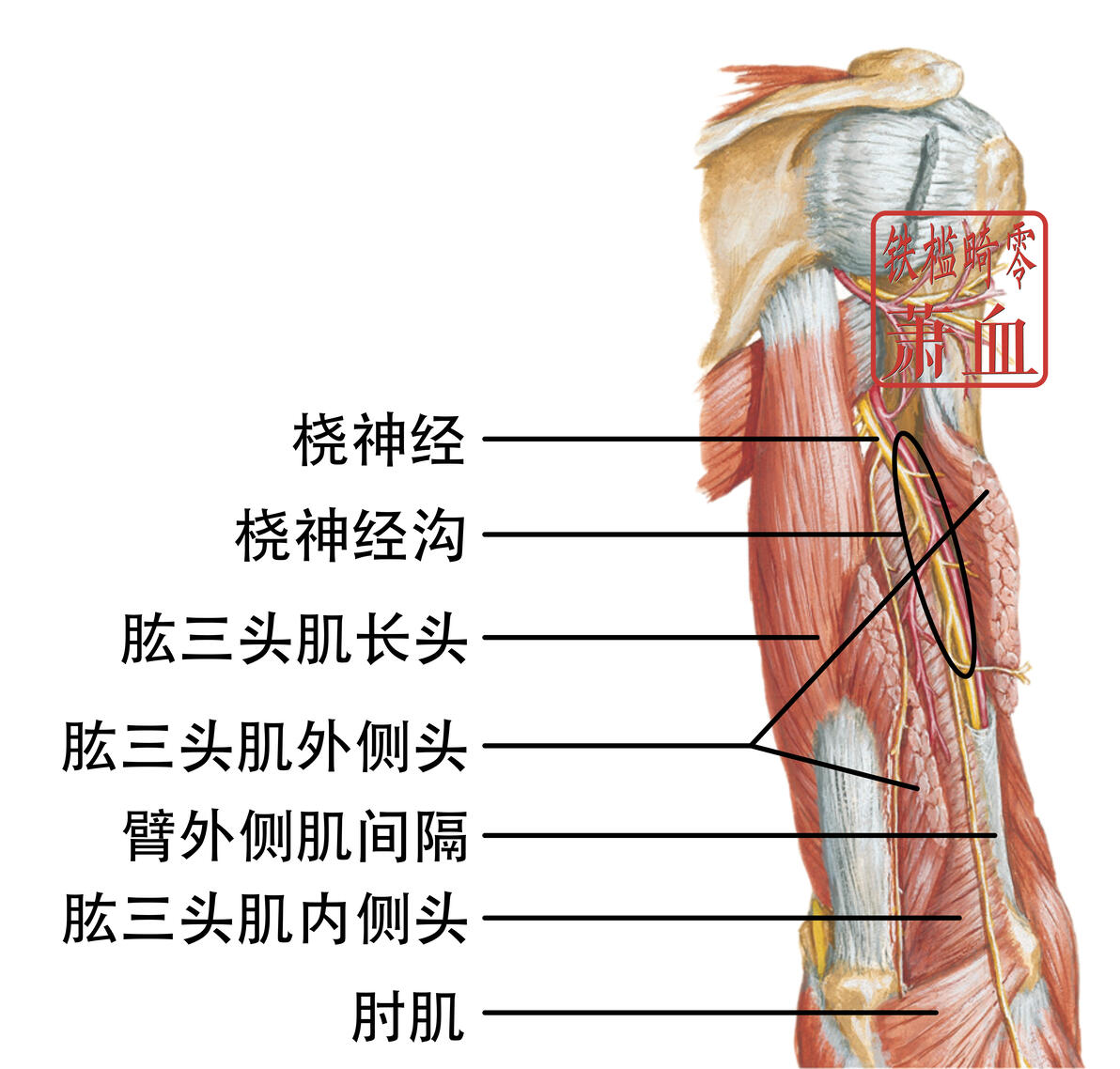 周围神经|桡神经 - 哔哩哔哩