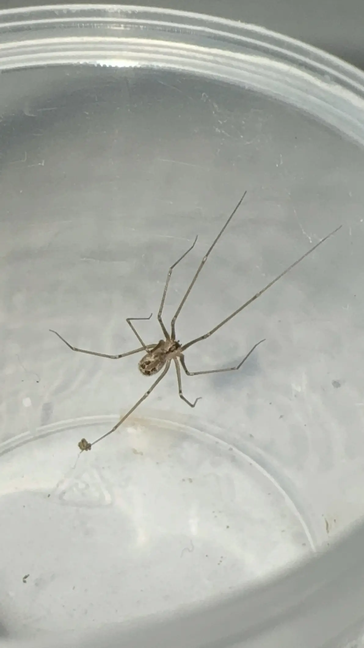 幽灵蛛科psilochorus属图片合集