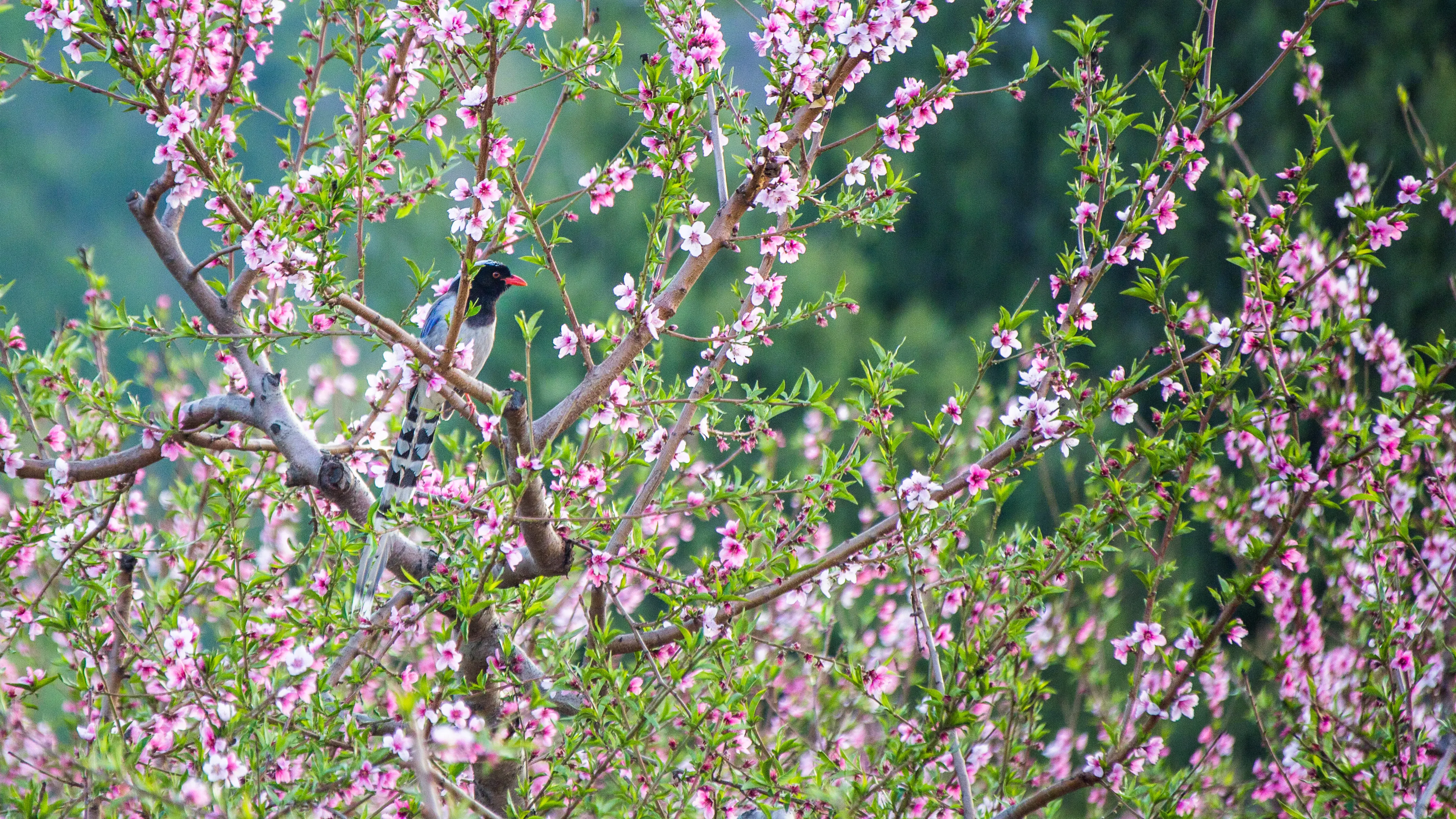 北京的"桃花源"