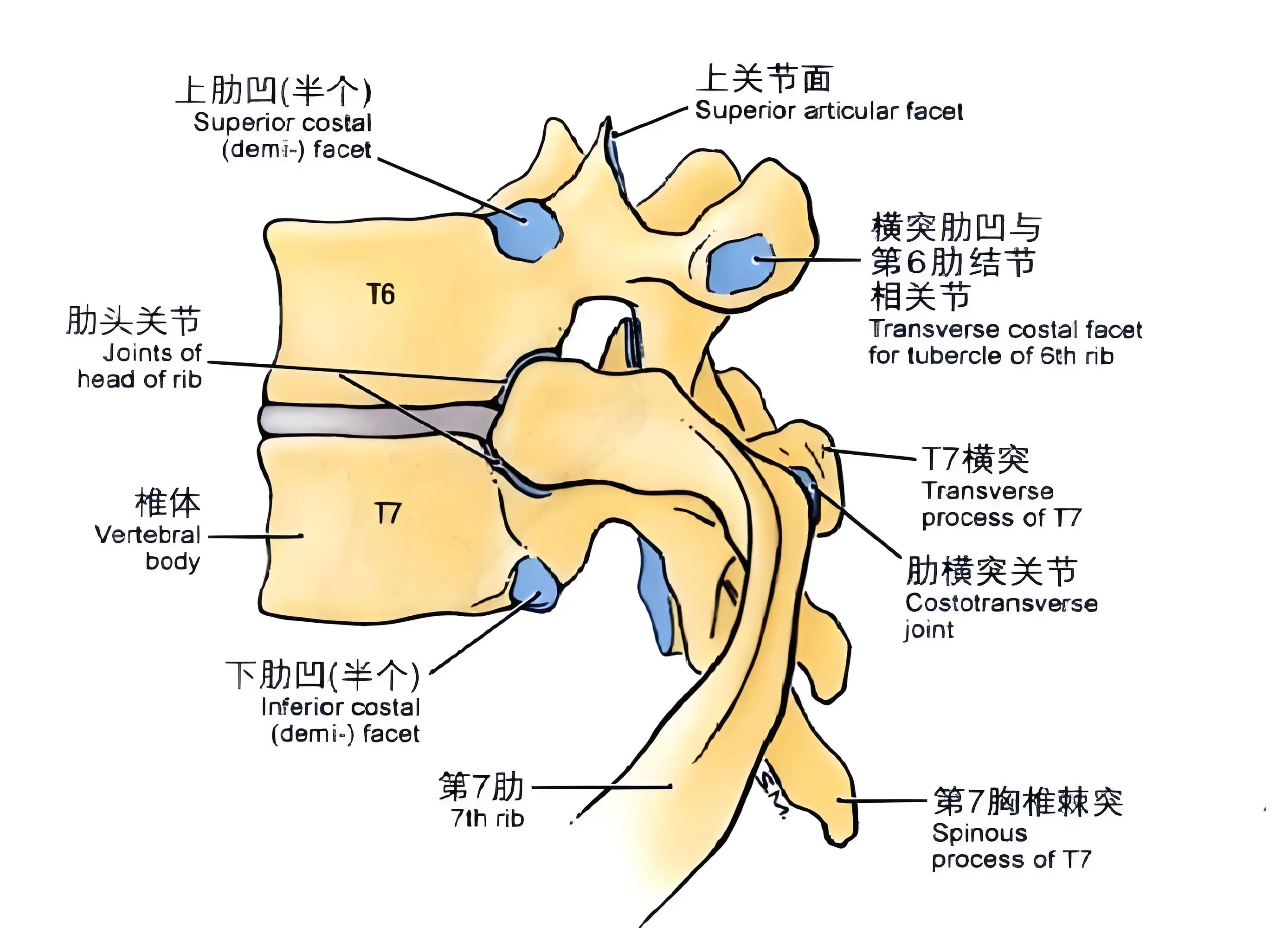 椎小关节解剖图图片