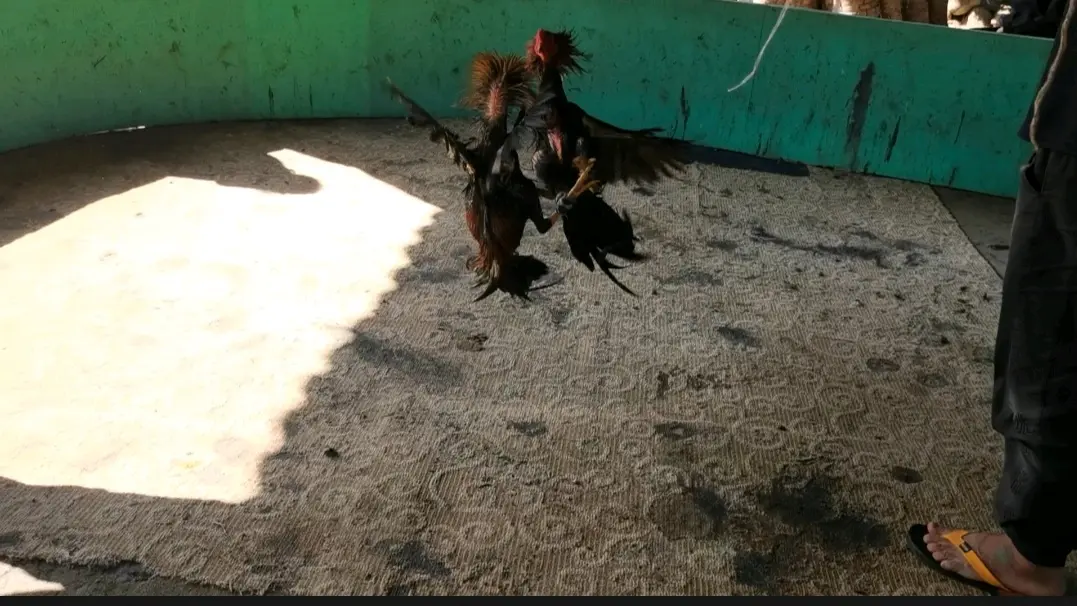 中国四大斗鸡品系之一,西双版纳斗鸡,国家级畜牧资源保护名录 - 哔哩