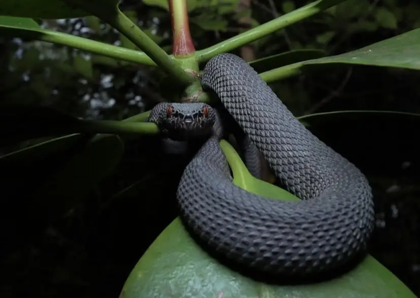 trimeresurus purpureomaculatus