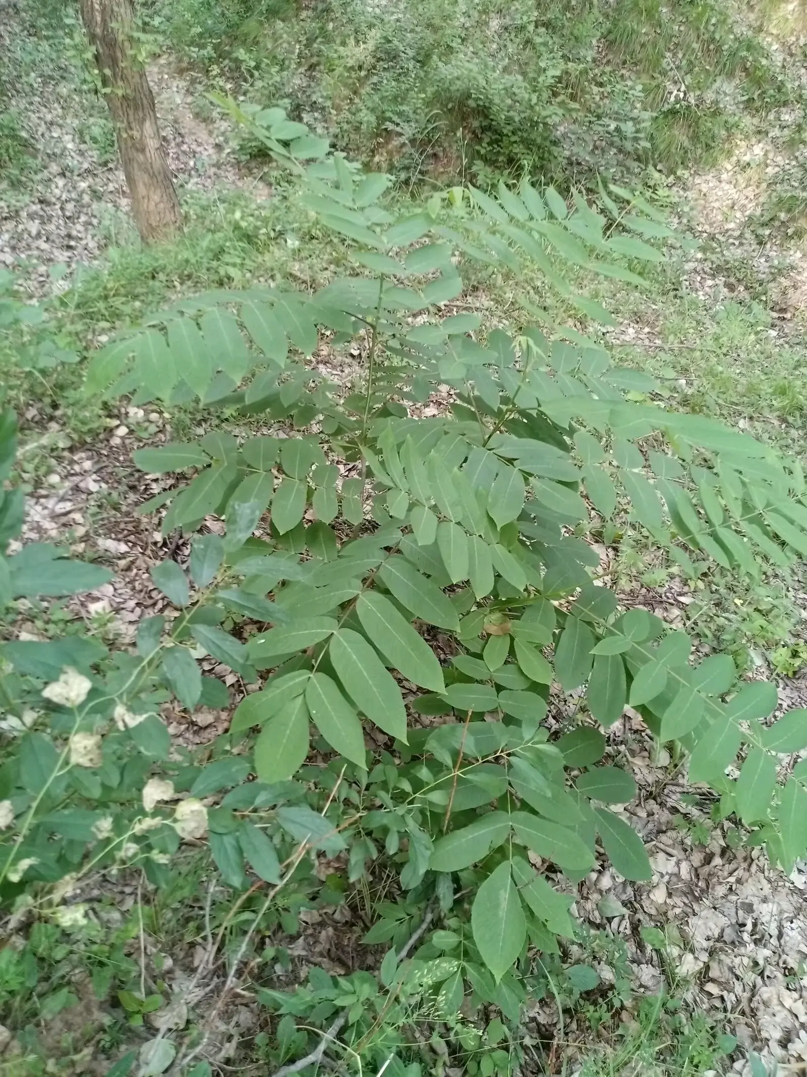 胡桃楸结果记录