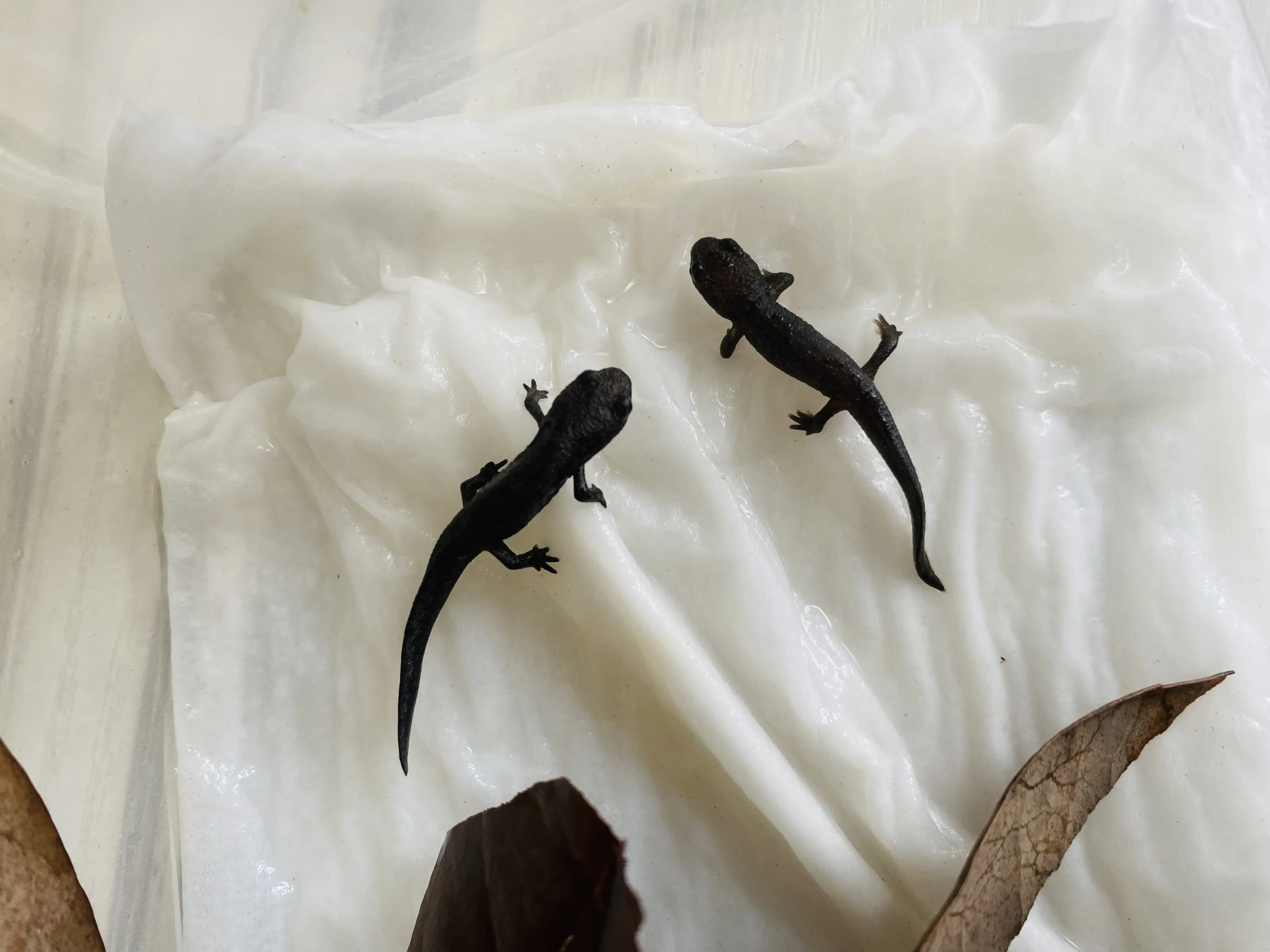 东方蝾螈蝌蚪带苗指南及上岸苗三阶段饲养法(个人经验总结)