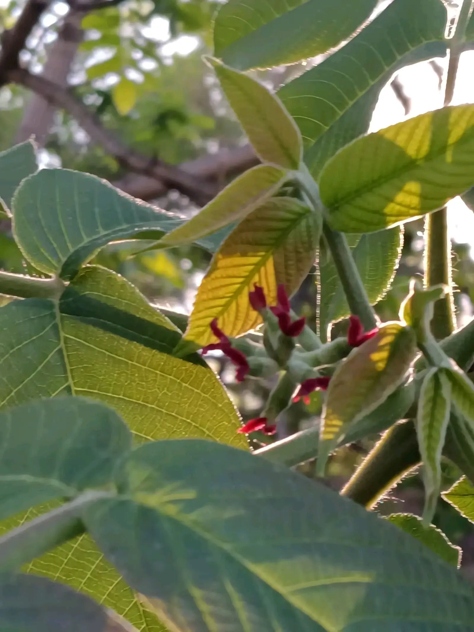 胡桃楸结果记录