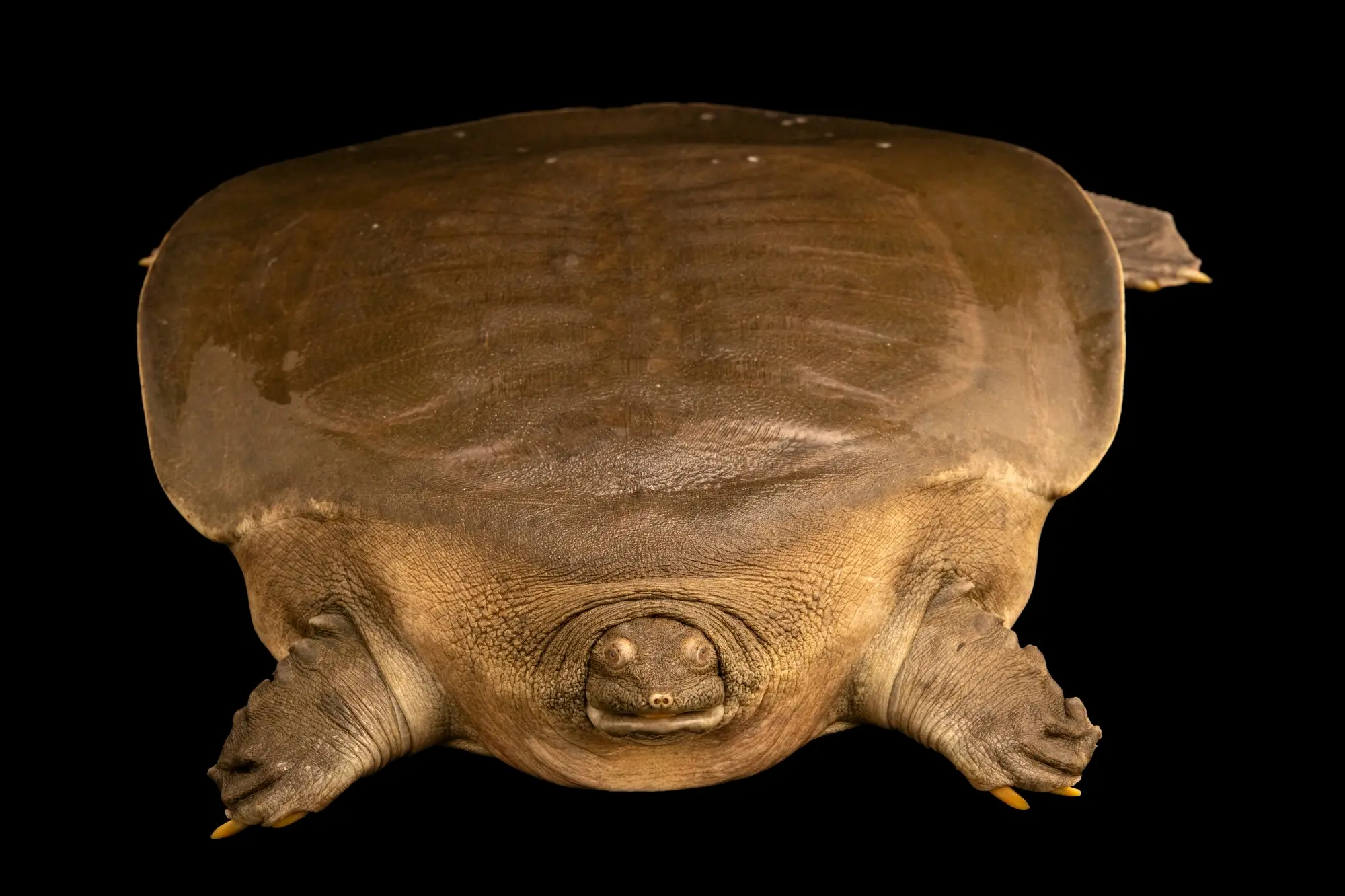 深水恐惧12:关于大型鳖类