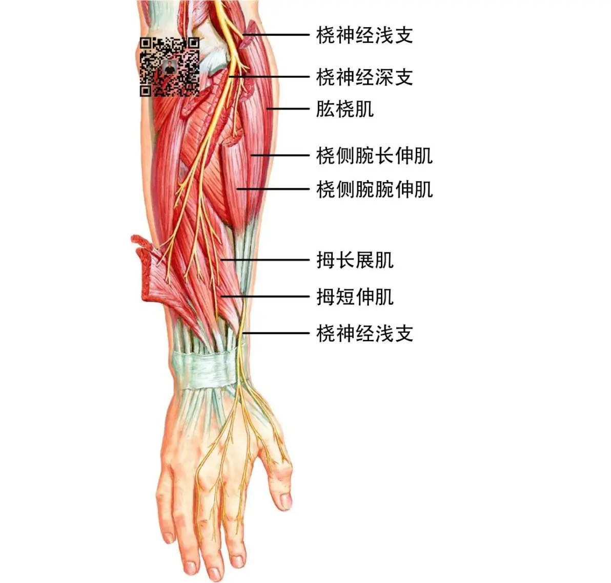 桡神经浅支从前臂近端三分之二到远端三分之一交界处的肱桡肌腱和桡侧