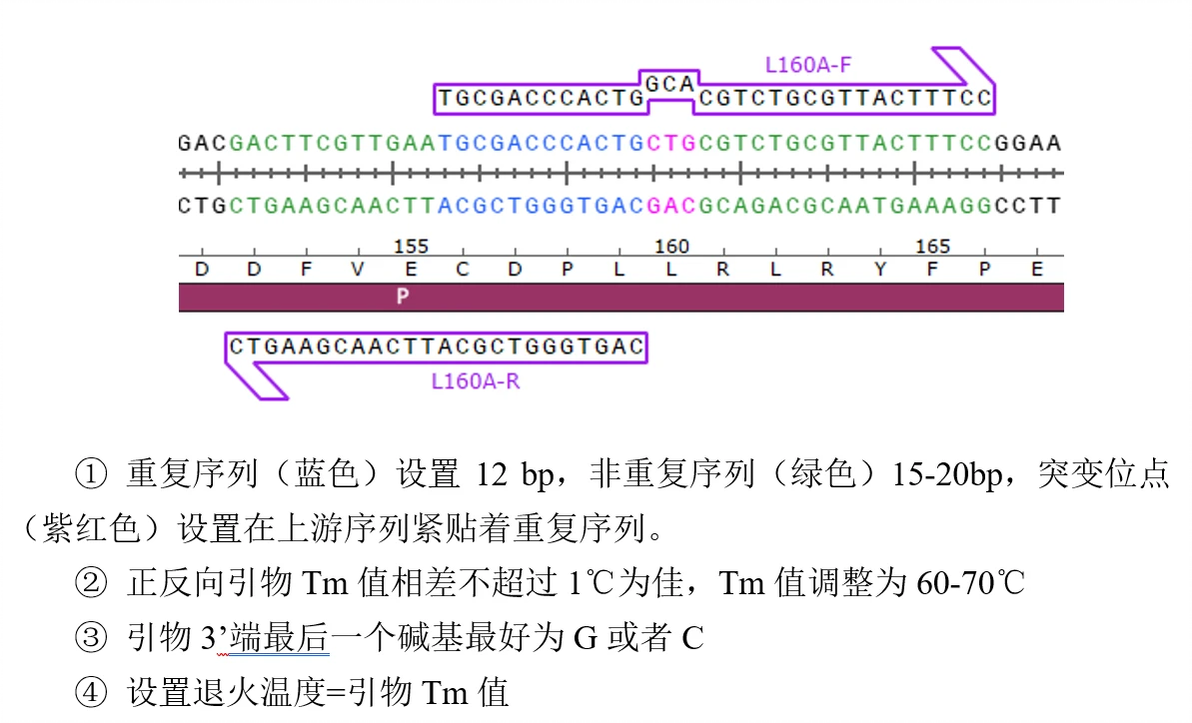 PCR定点突变原理和方法 - 哔哩哔哩