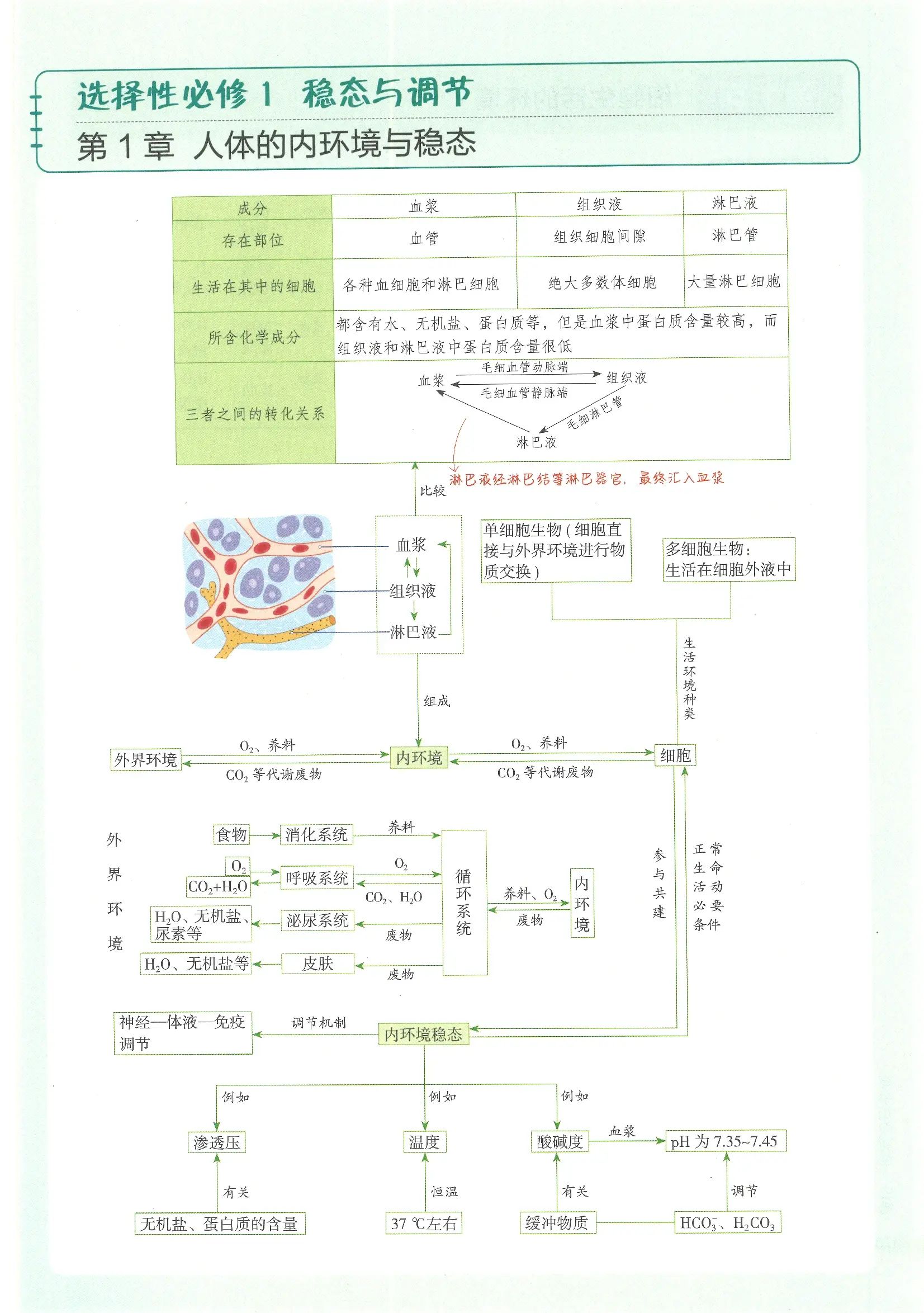 内环境稳态的调节机制图片