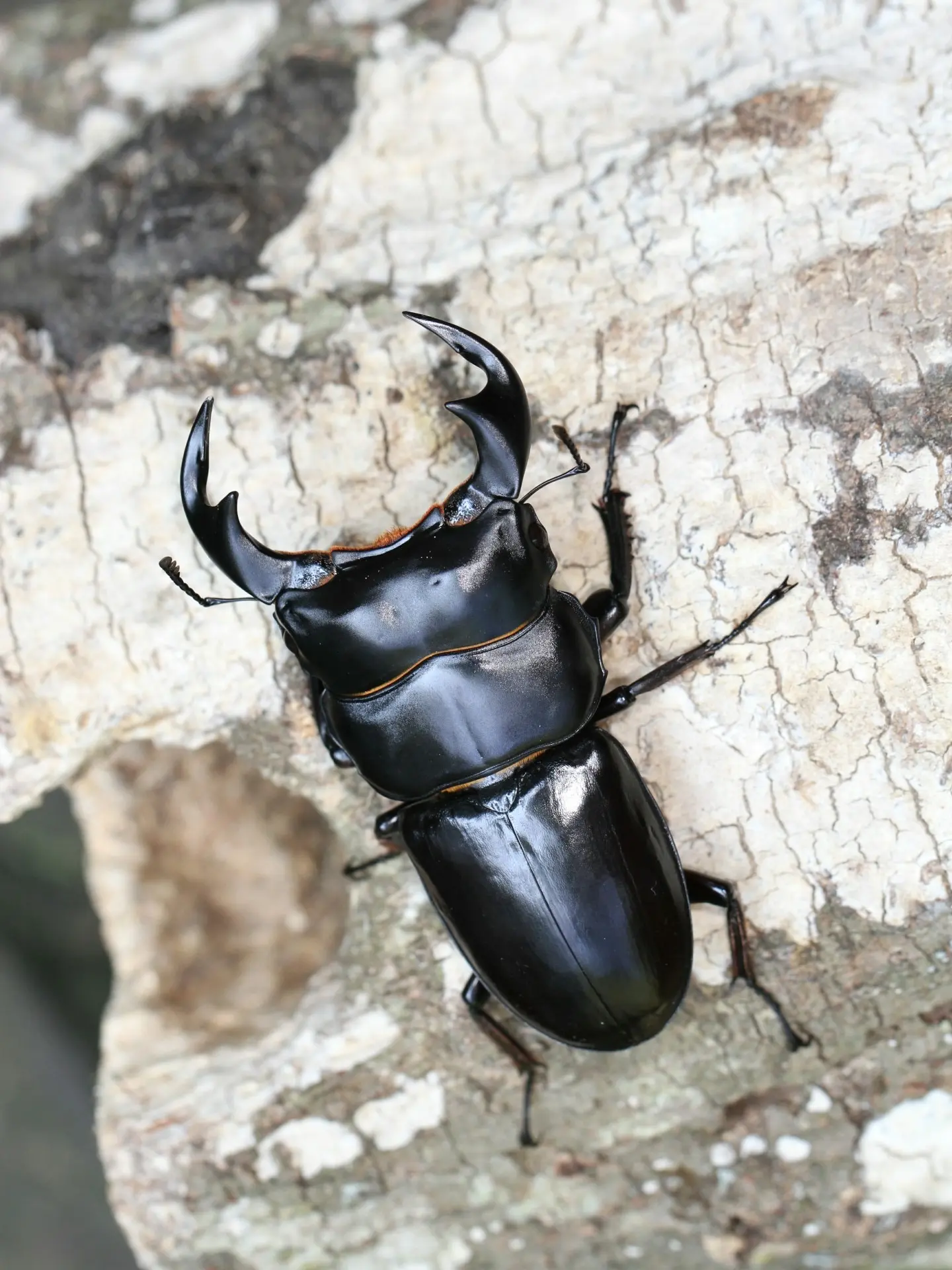 国家重点保护动物[昆虫类•鞘翅目](2) - 哔哩哔哩