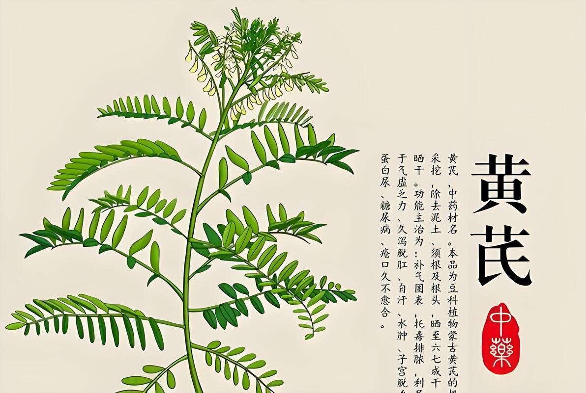 分享一味有着“补气之长”称号的补气药,可以补足一身之气 - 哔哩哔哩