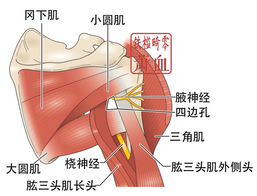 神经操作|腋神经 - 哔哩哔哩