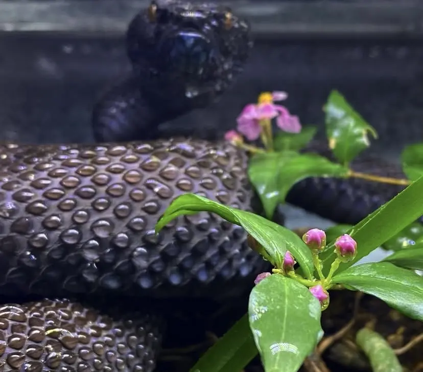 trimeresurus purpureomaculatus
