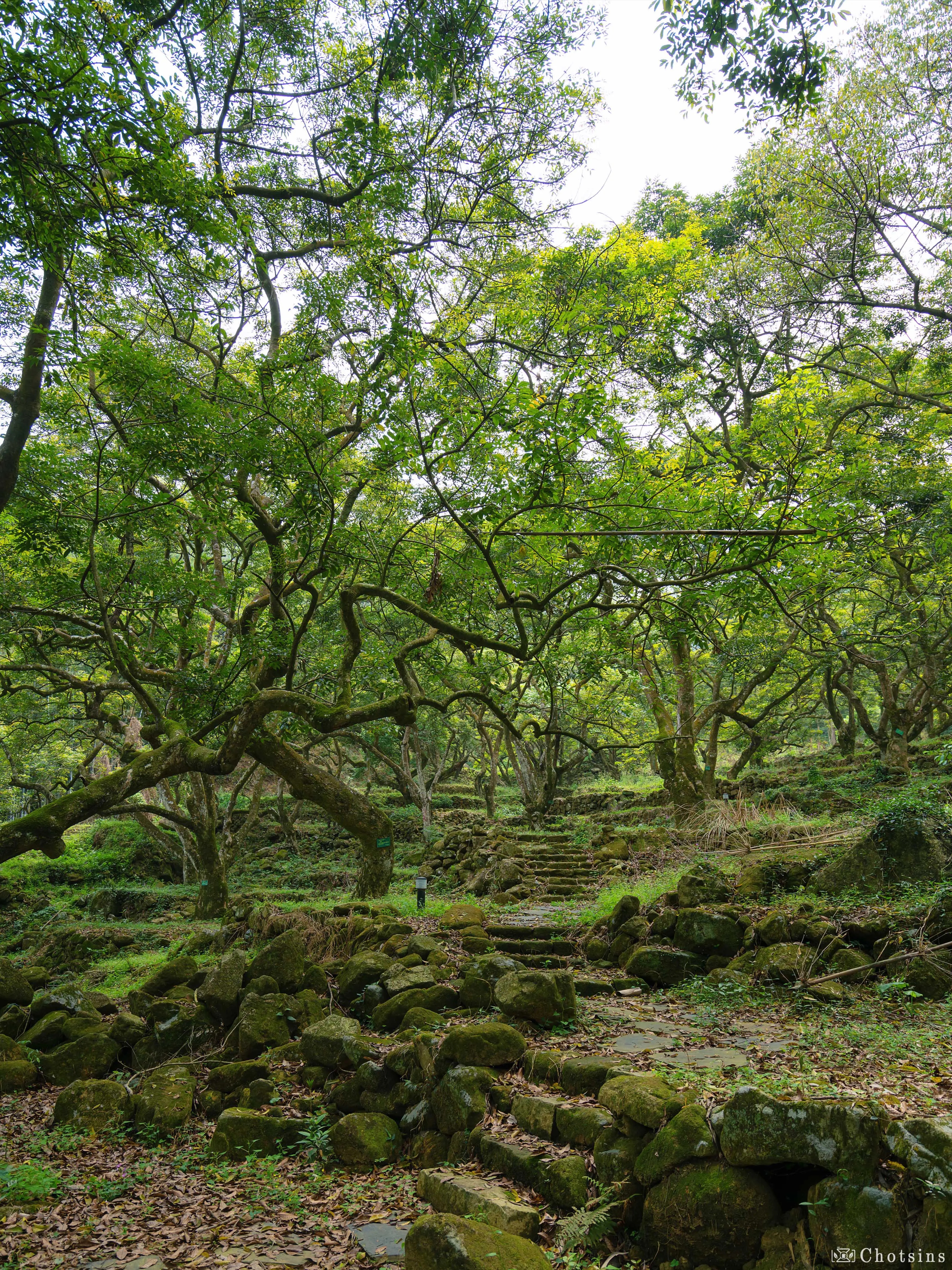 榄核绿村图片