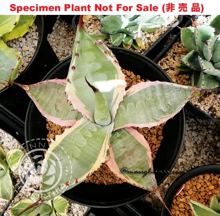 第538弹:武藏坊龙舌兰agave colorata - 哔哩哔哩