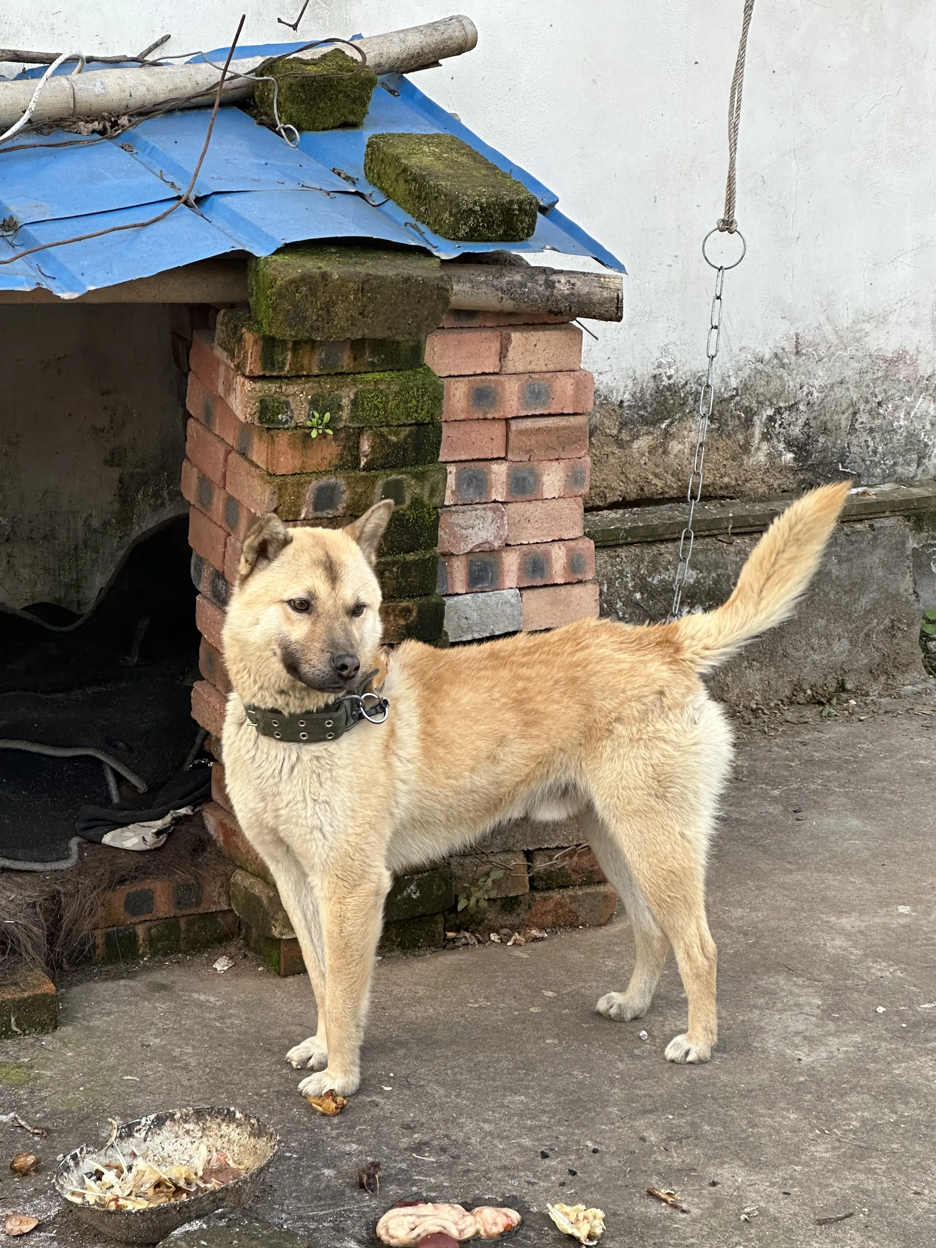 中华田园犬大黄