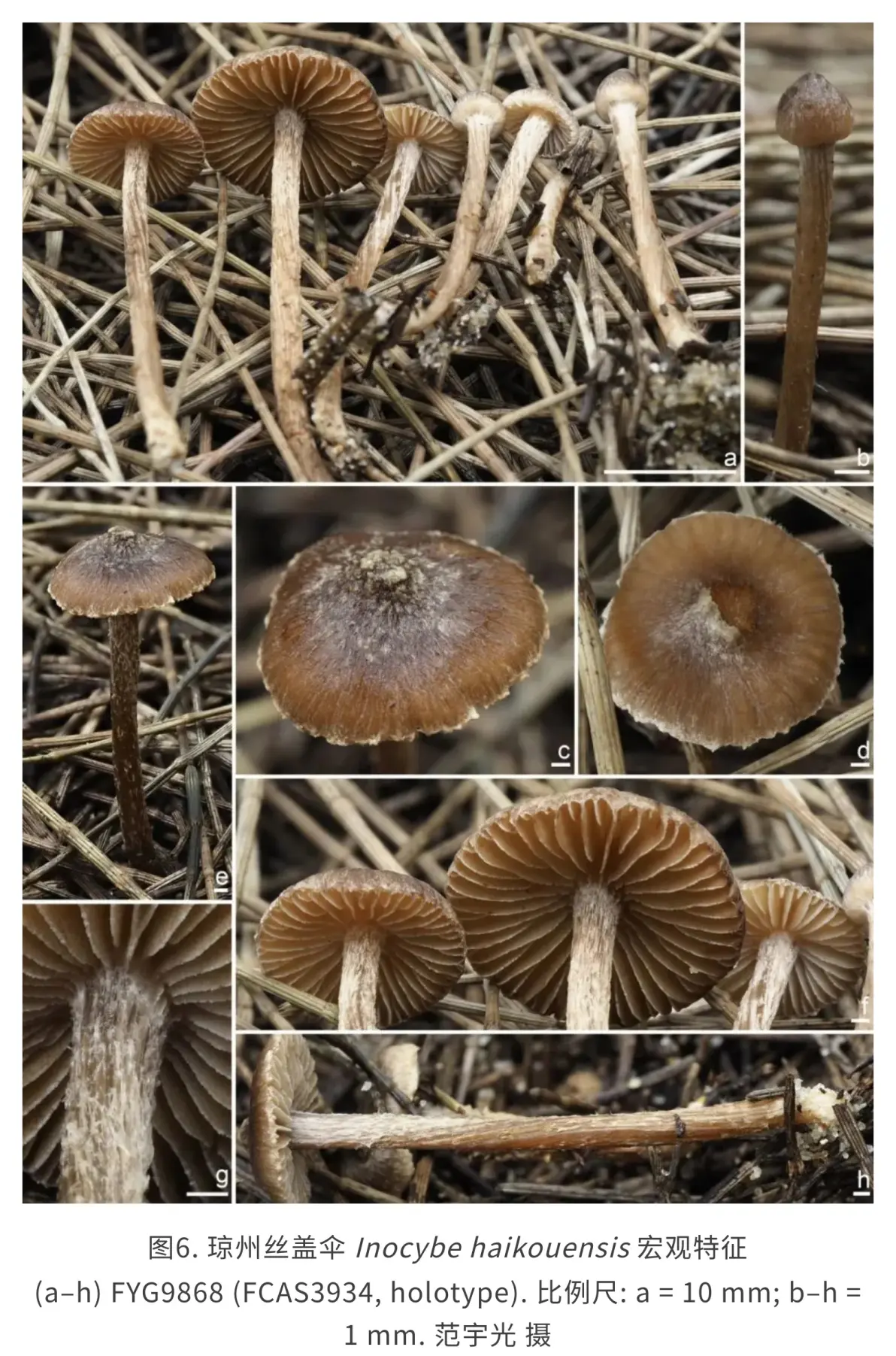 丝盖伞属齿疣丝盖伞类群的系统发育框架