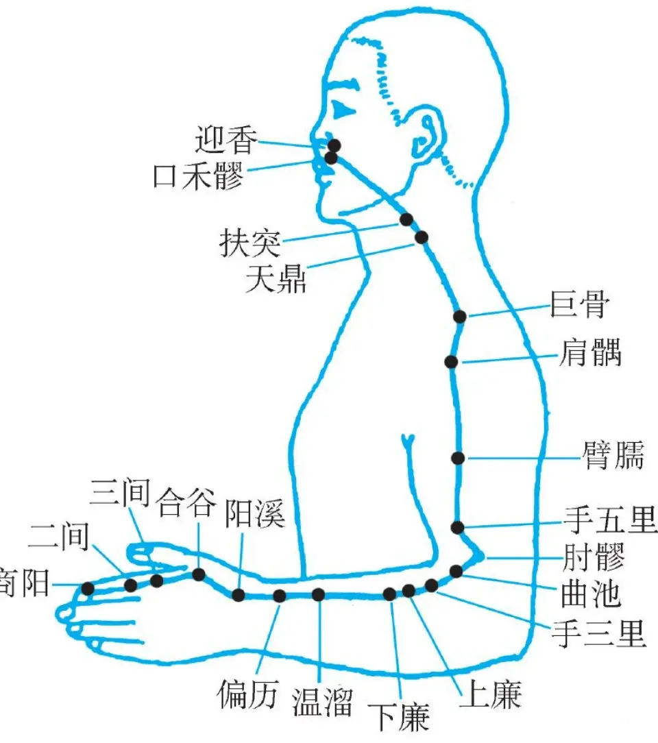 手阳明大肠经经循行图图片