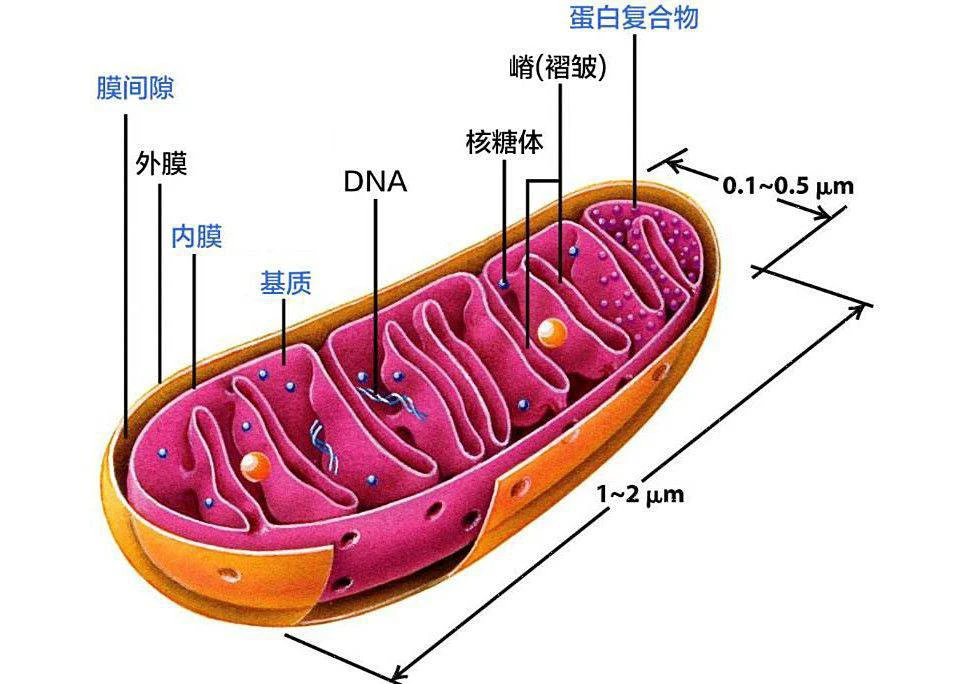 线粒体综述：结构及功能、分裂方式、分离方法、检测方法 - 哔哩哔哩