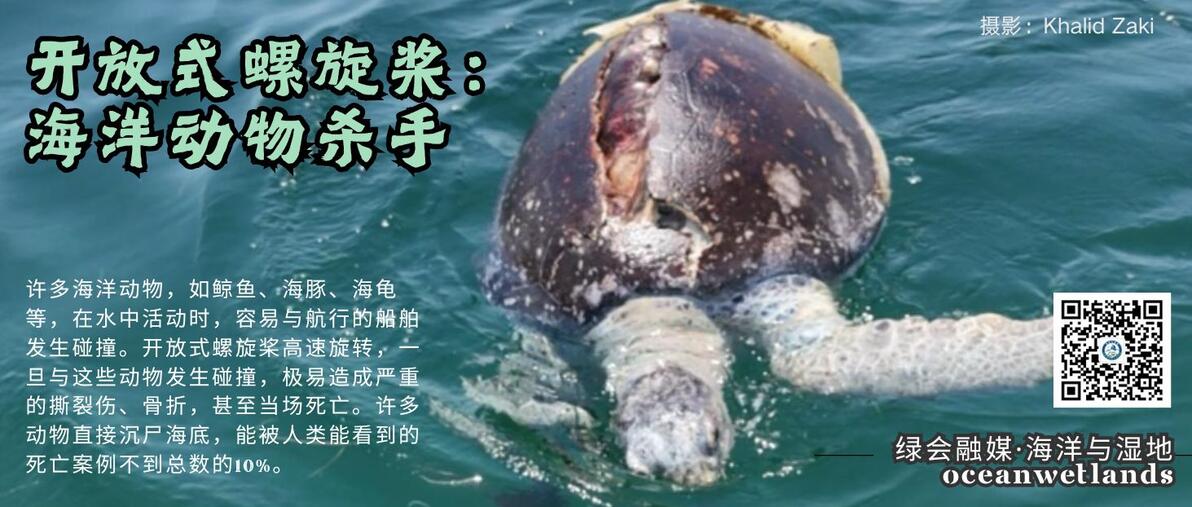 2025年5月23日，共迎世界龟鳖日设立二十五周年！海洋与湿地·讯 - 哔哩哔哩
