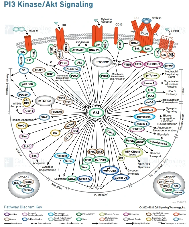 PI3K-Akt信号通路详解：通路激活、通路构成、通路串联、通路检测…… - 哔哩哔哩