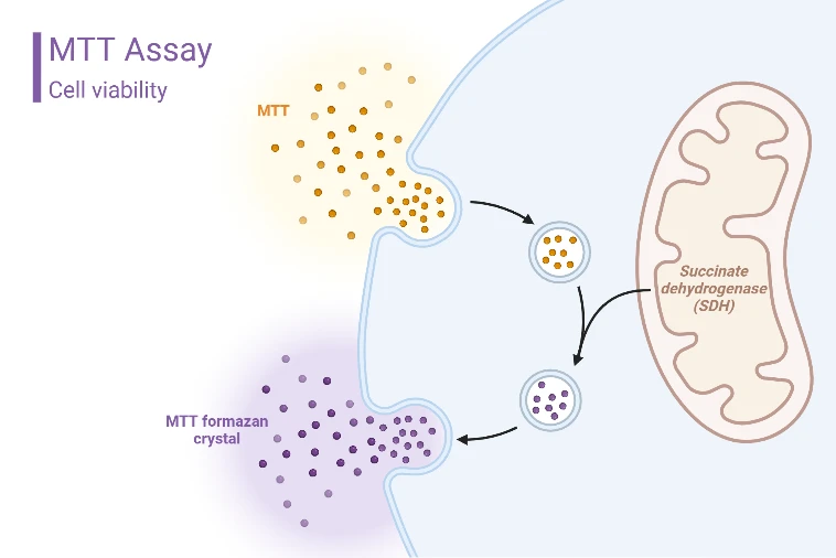 Mtcc Human 手把手教学|MTT实验检测细胞活性 - 哔哩哔哩