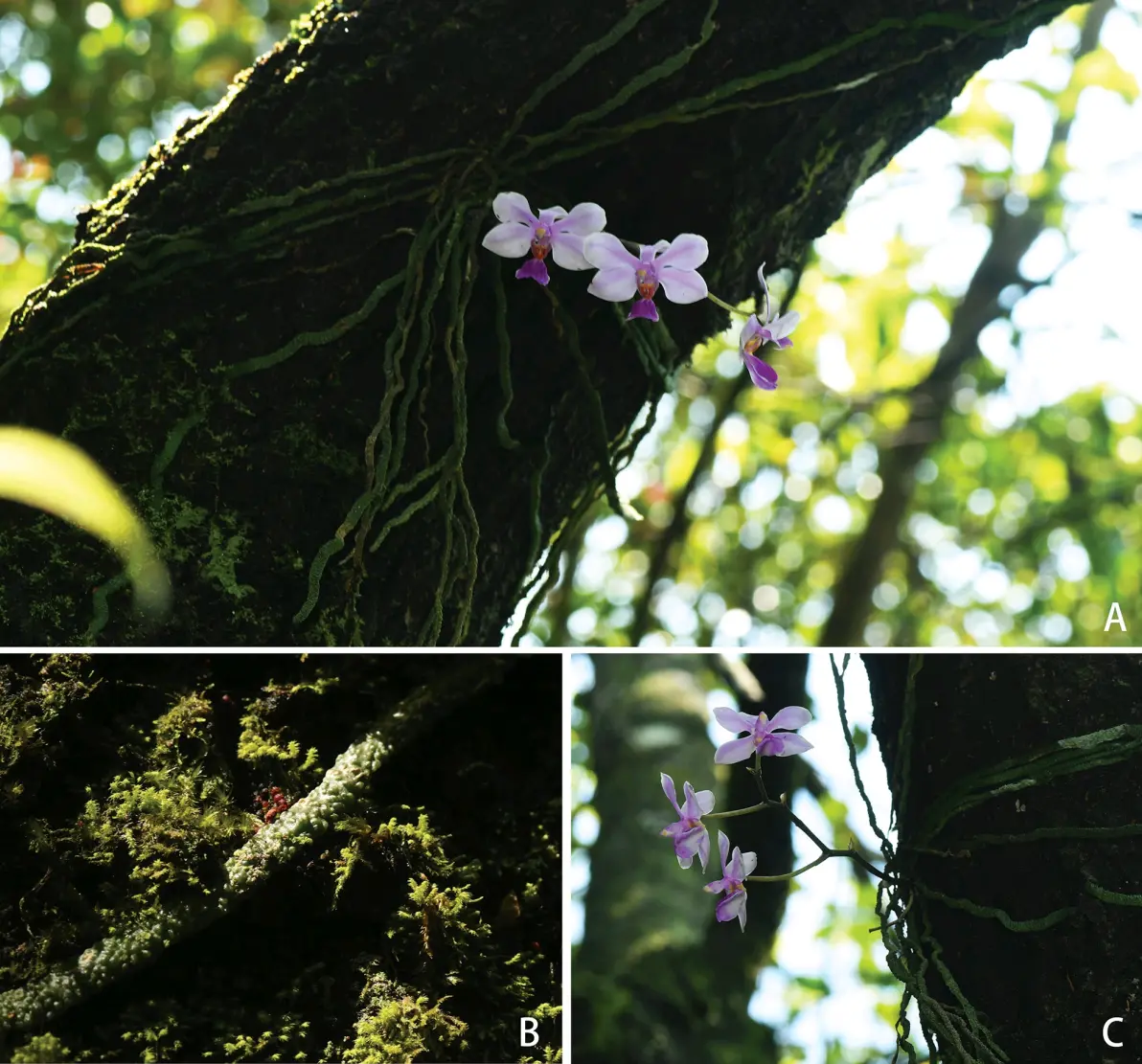 蝴蝶兰phalaenopsis zhanhuoana