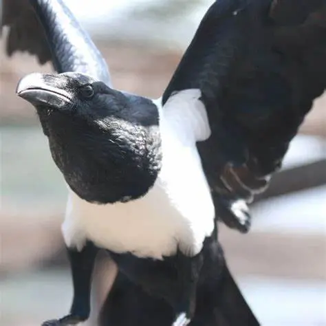 【图楼】非洲白颈鸦