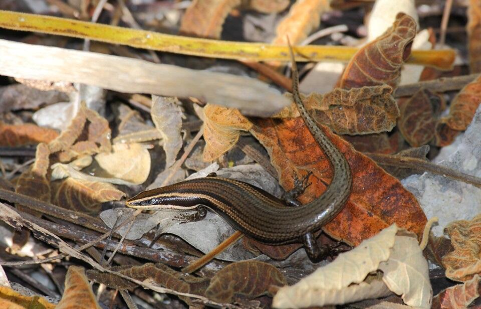 石龙子科Scincidae属级中文名整理(上) 哔哩哔哩