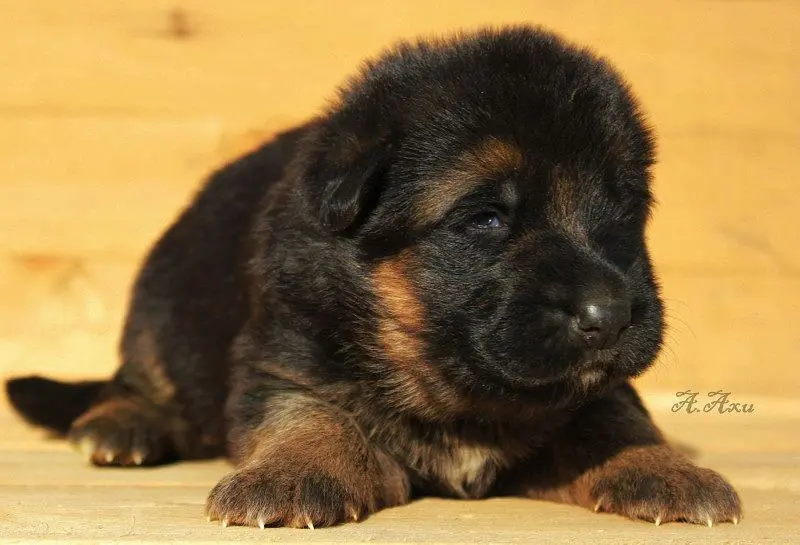 平背德牧犬舍图片