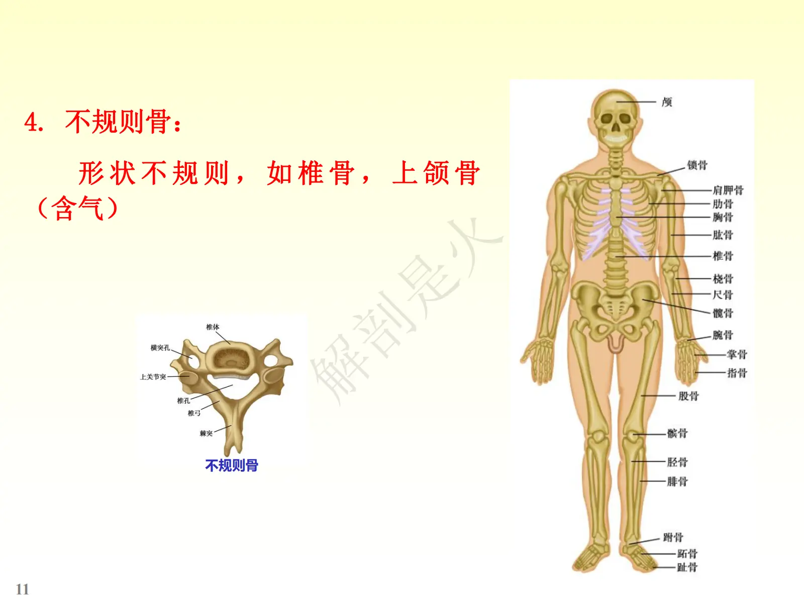 骨感理解图片