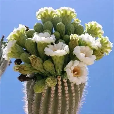 第536弹:沙漠中的武士,武伦柱pachycereus pringlei文字版