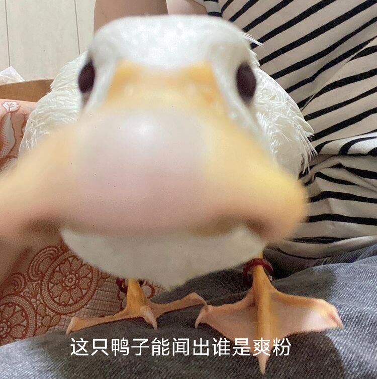 yongqi avatar