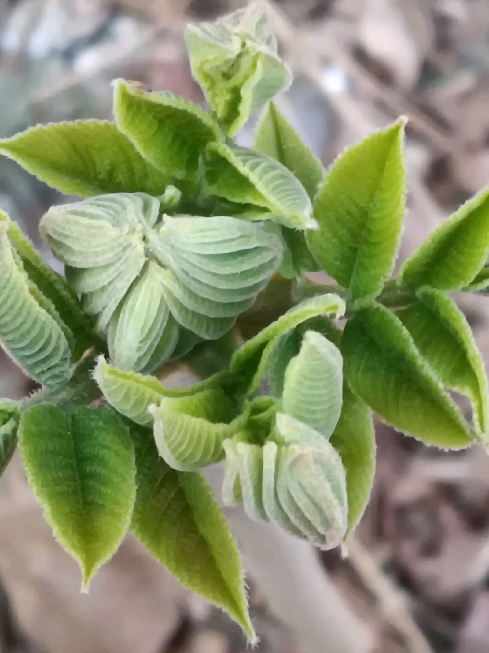 胡桃楸结果记录