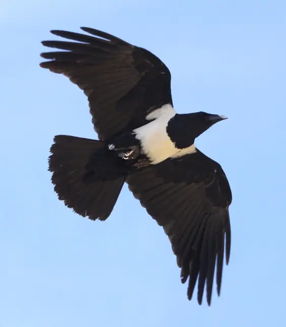 【图楼】非洲白颈鸦