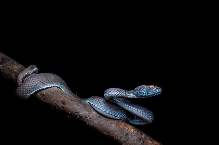 trimeresurus purpureomaculatus