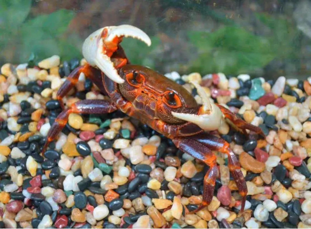 南海溪蟹的分类,不要再被骗了,果绿,广州,珠海南海溪蟹都是一种溪蟹