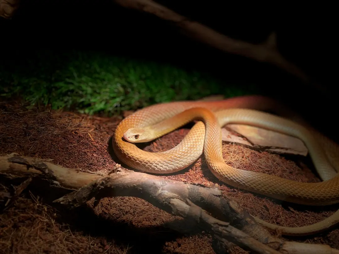 整个大洋的死神毒蛇(海岸/沿海太攀蛇)oxyuranus scutellatus