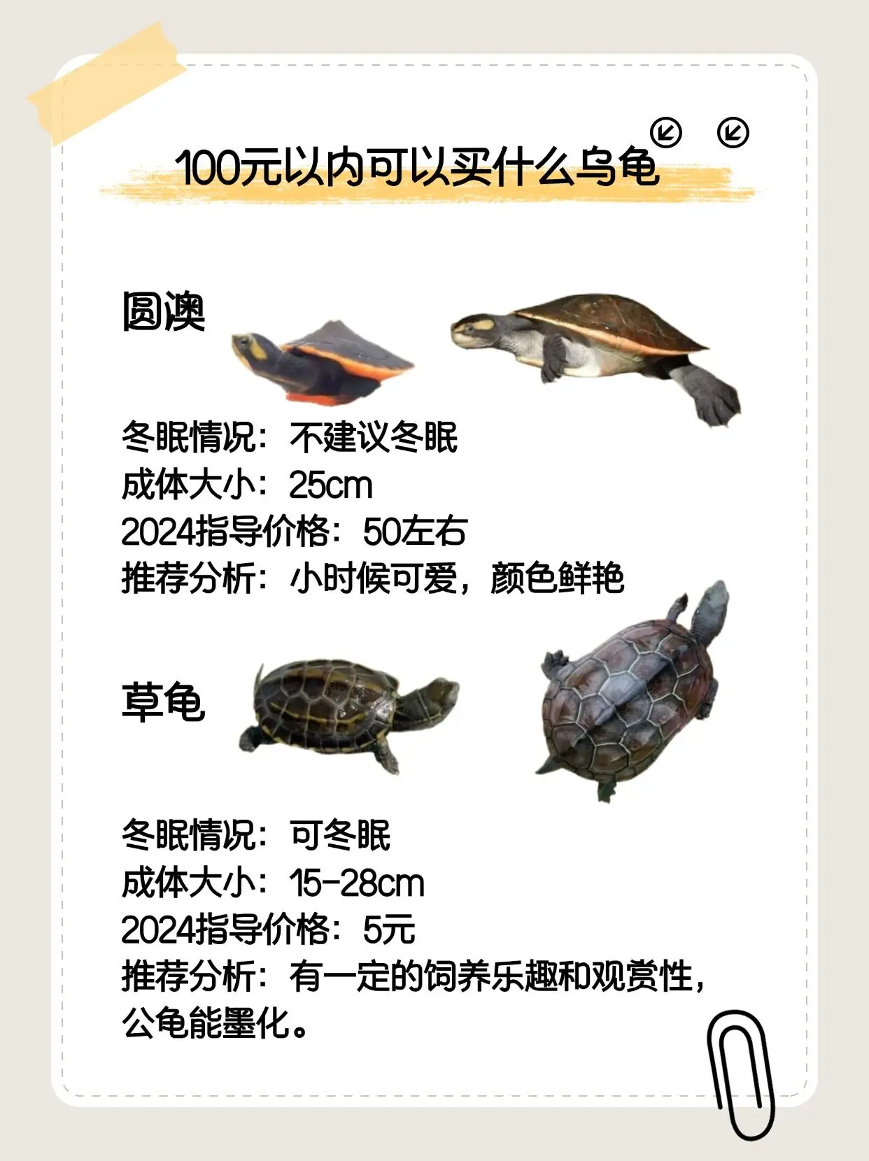 100元以内可以入的龟宠