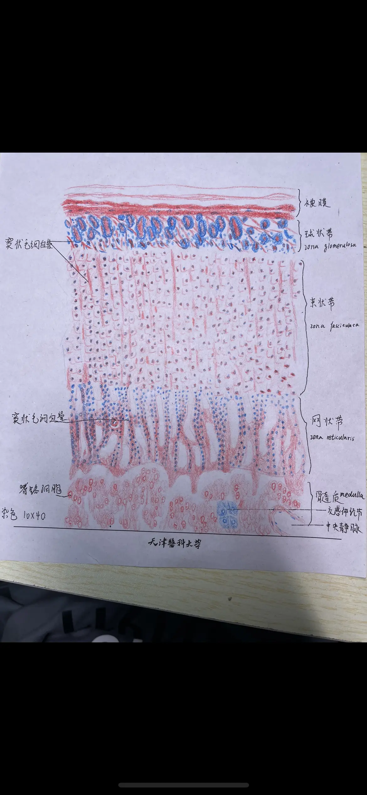 肾上腺横断面图片