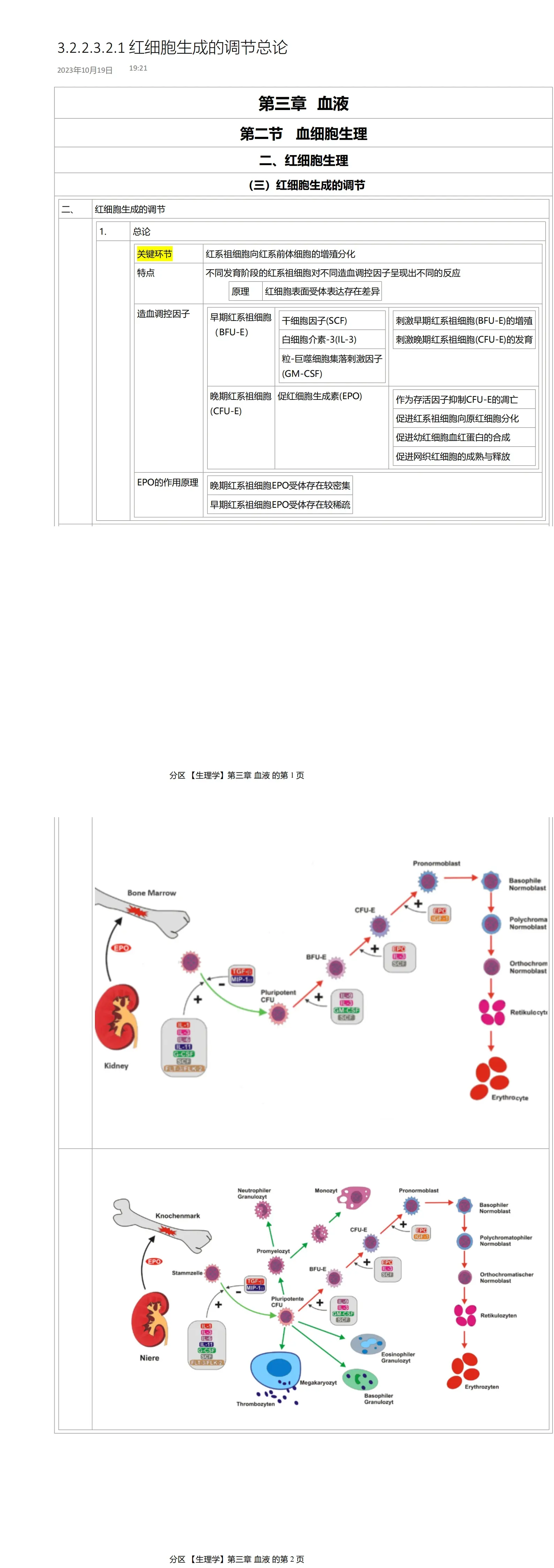 (笔记)【小白闲扯生理学】血液系统-红细胞生成的调节总论 - 哔哩哔哩
