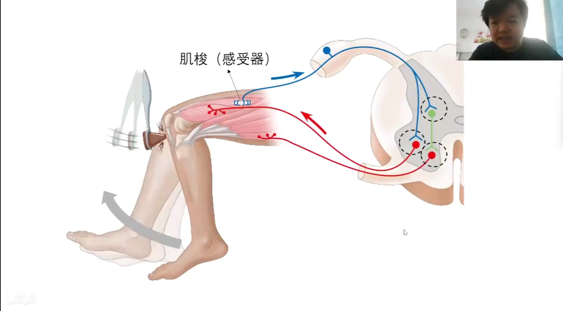 神经冲动的产生与传导