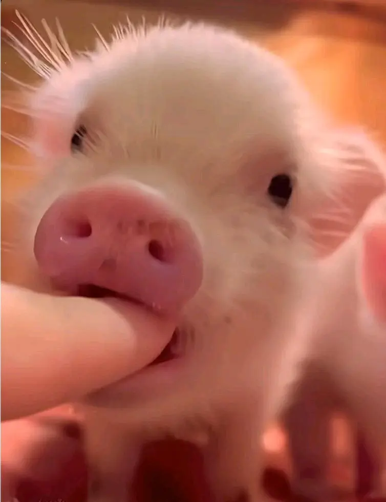 猪猪表情包素材图片个人收藏