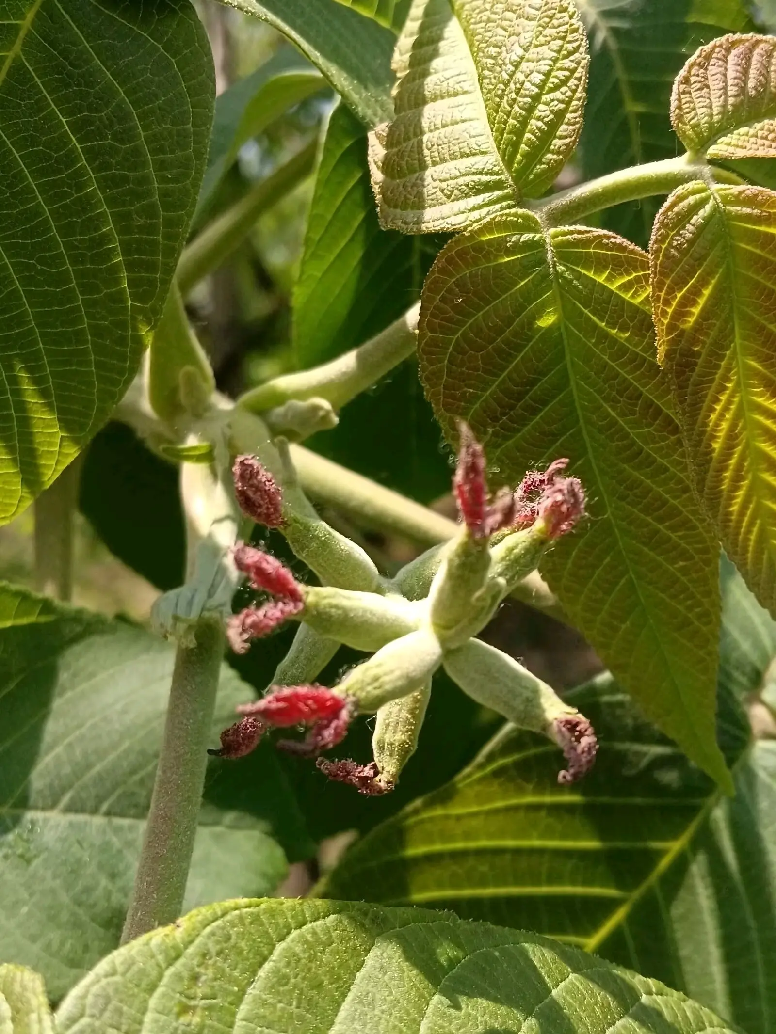 胡桃楸结果记录